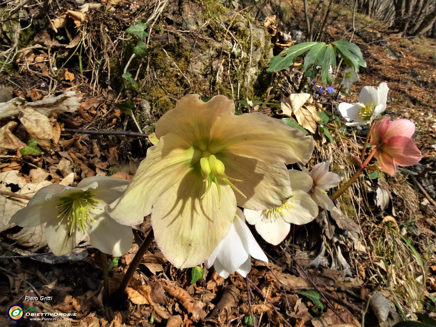 36 Festa di fiori sui sentieri al Monte Zucco - Helleborus niger (Elleboro-Rosa di Natale).JPG